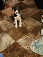 Mixed Puppies for sale in Clarkston, Michigan. price: $220