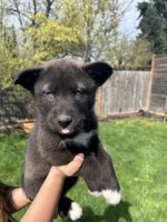 Mixed Puppies for sale in Albany, Oregon. price: $300