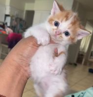 Mixed Cats for sale in San Jacinto, California. price: $250