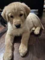 Mixed Puppies for sale in Santa Ana, California. price: $400