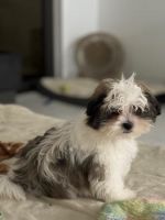 Mixed Puppies for sale in Miami Beach, Florida. price: $2,800