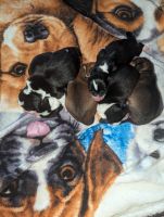 Mixed Puppies for sale in Voorhees, New Jersey. price: $600