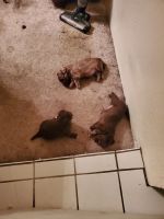 Mixed Puppies for sale in Bakersfield, California. price: NA