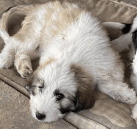 Mixed Puppies for sale in San Luis Obispo, California. price: $400