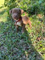 Mixed Puppies for sale in Tampa, Florida. price: $250