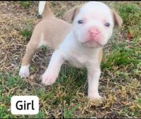 Mixed Puppies for sale in Ft. Lauderdale, Florida. price: $300