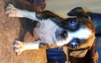 Mixed Puppies for sale in Leesport, Pennsylvania. price: $550