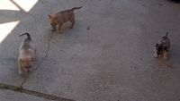 Mixed Puppies for sale in Compton, CA, USA. price: $1