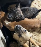 Mixed Puppies for sale in Independence, Missouri. price: NA