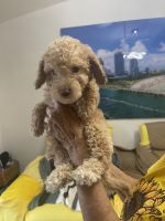 Mixed Puppies for sale in Hollywood, FL 33024, USA. price: $1,500