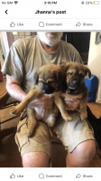 Mixed Puppies for sale in La Center, Washington. price: $150