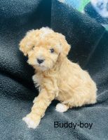 Mixed Puppies for sale in Hamilton, Michigan. price: $1,200