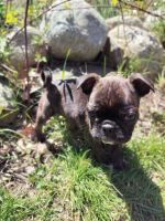 Mixed Puppies for sale in Worcester, Massachusetts. price: $900