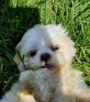 Mixed Puppies for sale in Murfreesboro, Tennessee. price: $250