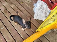 Mixed Puppies for sale in Salem, Oregon. price: $400