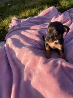 Chorkie/Manchester Terriers
