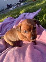 Chorkie/Manchester Terriers