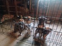 Mixed Puppies for sale in Houston, Texas. price: $400