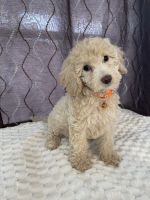 Mixed Puppies for sale in Hollywood, FL 33024, USA. price: $1,500