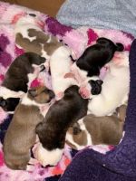Mixed Puppies for sale in Chicago, Illinois. price: $200