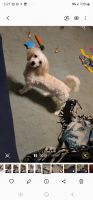Mixed Puppies for sale in Shoreview, Minnesota. price: $500
