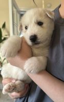 Mixed Puppies for sale in Palmdale, California. price: $100