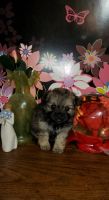 Mixed Puppies for sale in Union City, Michigan. price: $500