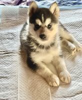 Mixed Puppies for sale in Fall River, MA, USA. price: NA