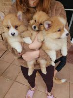 Mixed Puppies for sale in Hurstville, New South Wales. price: $2,000