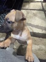 Mixed Puppies for sale in Seattle, Washington. price: $500