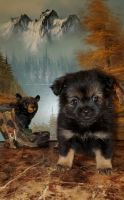 Mixed Puppies for sale in Union City, Michigan. price: $450