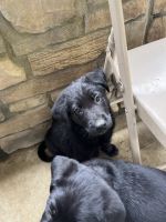 Golden shepherd puppies