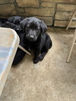 Golden shepherd puppies