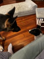 Free Puppy to loving home