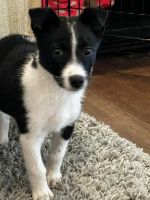 Free Puppy to loving home