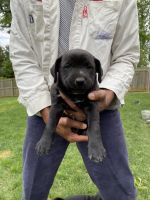 Rott-Lab / Pitt Puppies