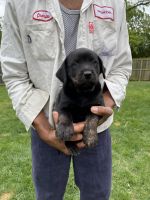 Rott-Lab / Pitt Puppies