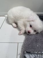 Gee 7 week old male shih-mo looking for lovable home