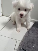 Gee 7 week old male shih-mo looking for lovable home