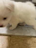 Gee 7 week old male shih-mo looking for lovable home
