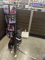 Sweet 10 month German Shepherd mix breed