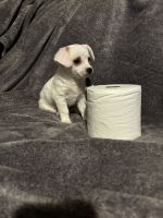 9 weeks old male cuteness