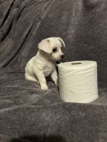 9 weeks old male cuteness