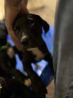 Great Dane/Mastiff Puppies