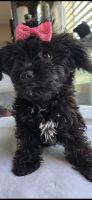 Yorkipoo,,,3 females 2 males