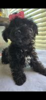 Yorkipoo,,,3 females 2 males