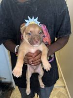 8 week old mix breed puppies