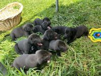 Puppies, Dad lab, mom beagle