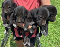 Puppies, Dad lab, mom beagle