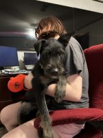 Mixed Puppies for sale in Conroe, TX, USA. price: $5